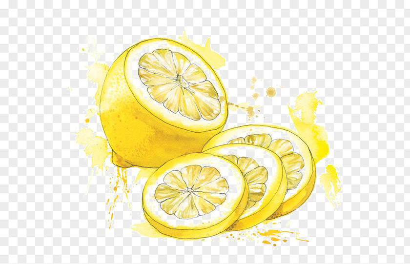 Watercolor Lemon Painting Food Drawing Illustration PNG