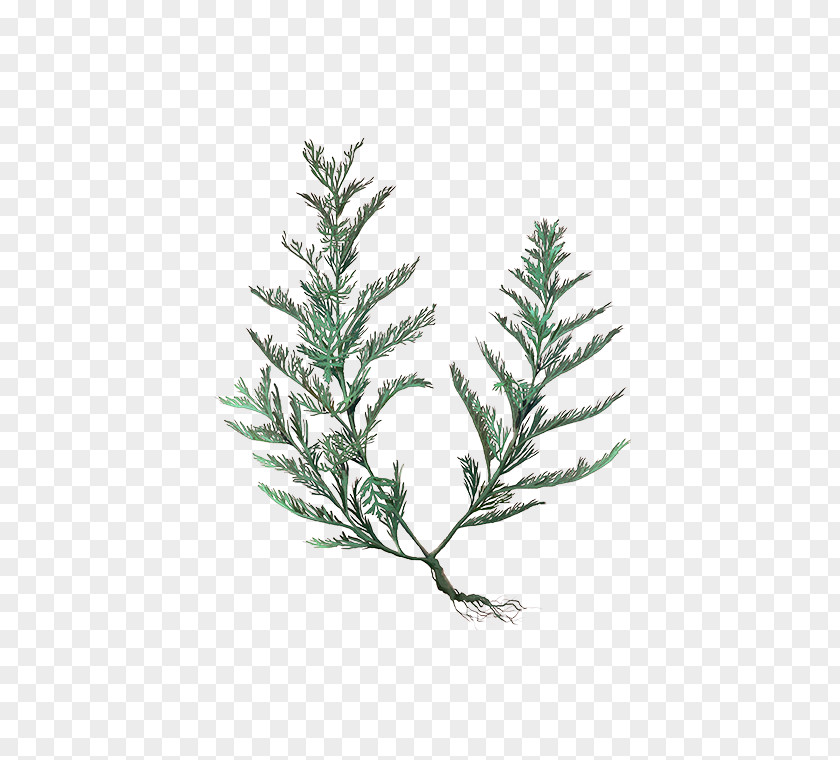 Christmas Tree Spruce Fir Pine Twig PNG