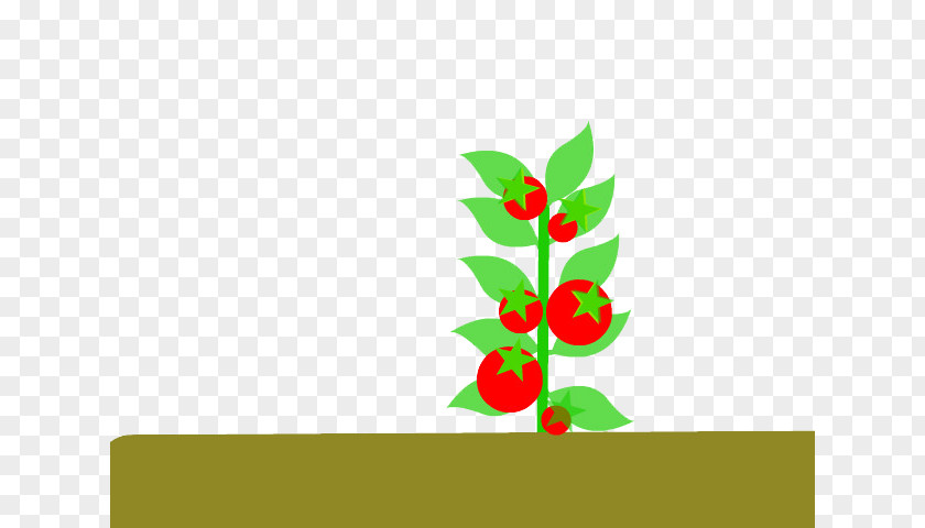 Soil Tomato Tamarillo Drawing Cartoon PNG