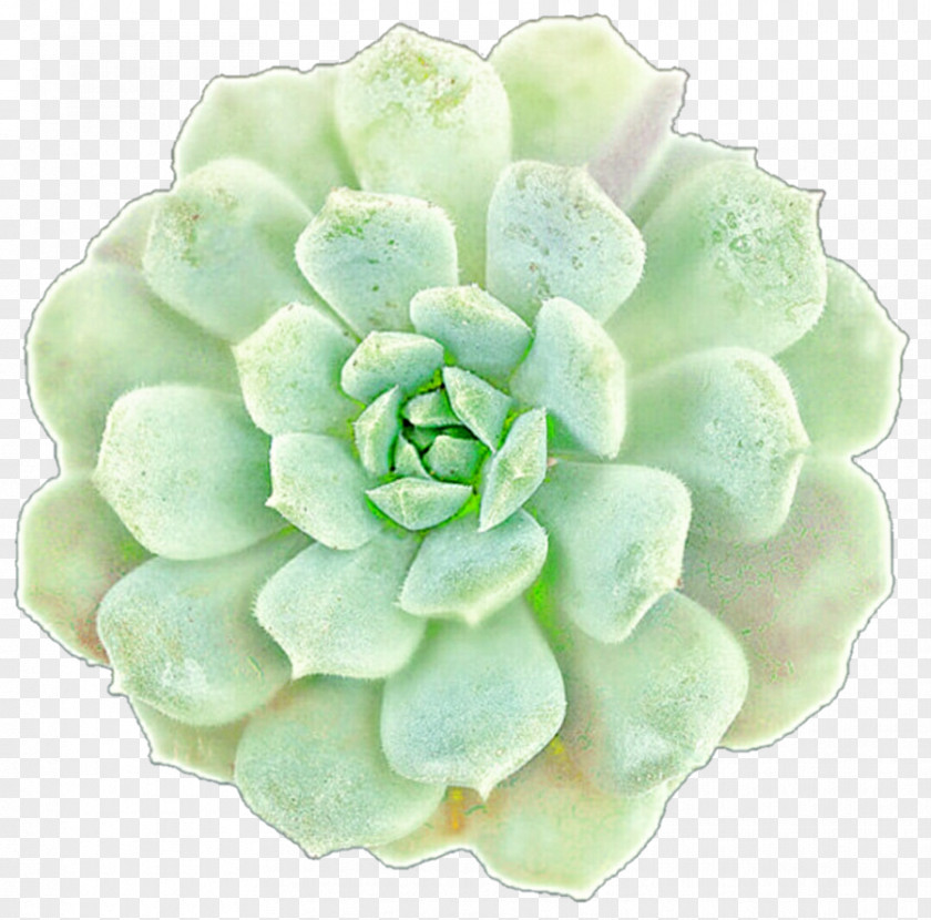 Succulent Plant Drawing Jade Echeveria PNG