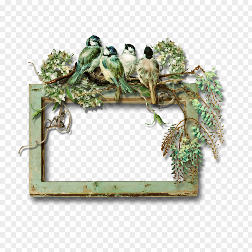 Bird Picture Frames Photography Document PNG