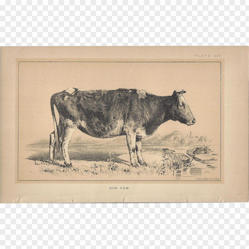 Bull Dairy Cattle Ox PNG