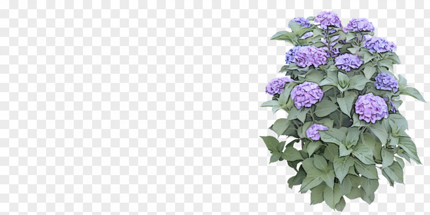 Hydrangea Petal Lavender PNG