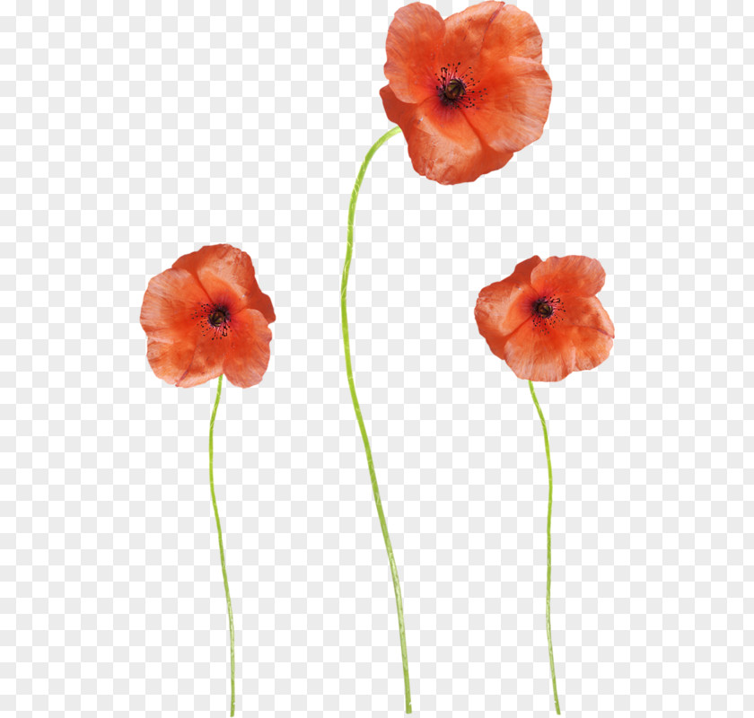 Red Poppy Flowers Common Flower PNG
