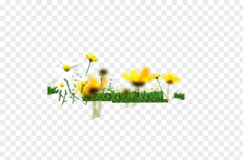 Small Grass, Flowers, Wild Chrysanthemum, Green Chrysanthemum Indicum Floral Design PNG