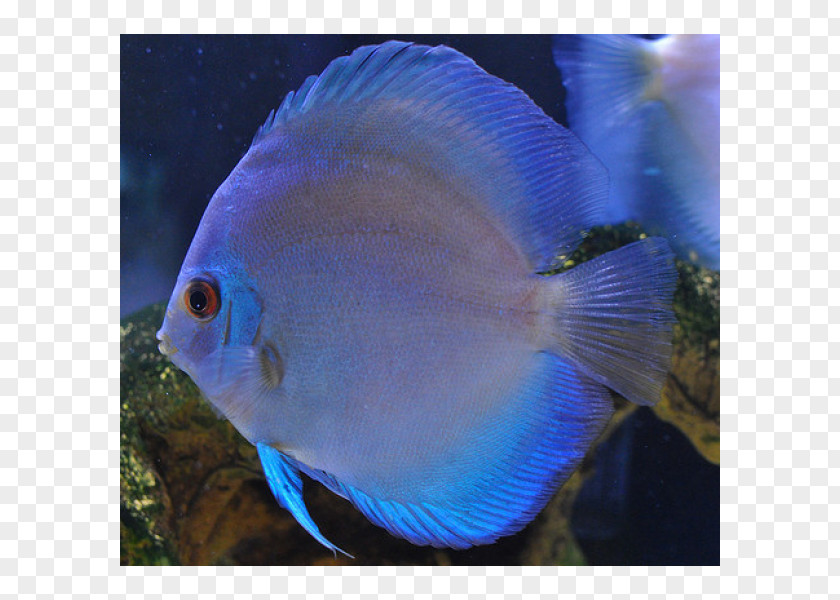 Symphysodon Aequifasciatus Holacanthus Aquariums Marine Biology Coral Reef Fish Pomacentridae PNG