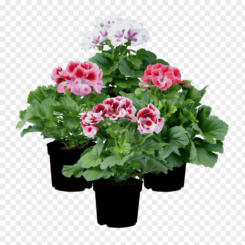 Annual Plant Petunia Flower Flowering Pink Flowerpot PNG