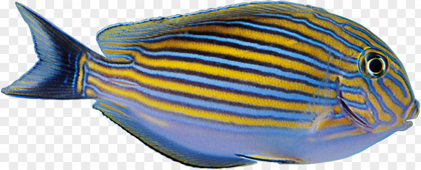 Aquarium Fish Tropical Yellow Blue PNG