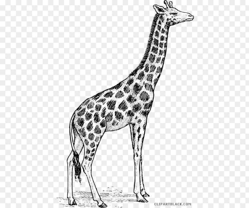 Black And White Animals Giraffe Drawing Animal Illustrations Art Clip PNG