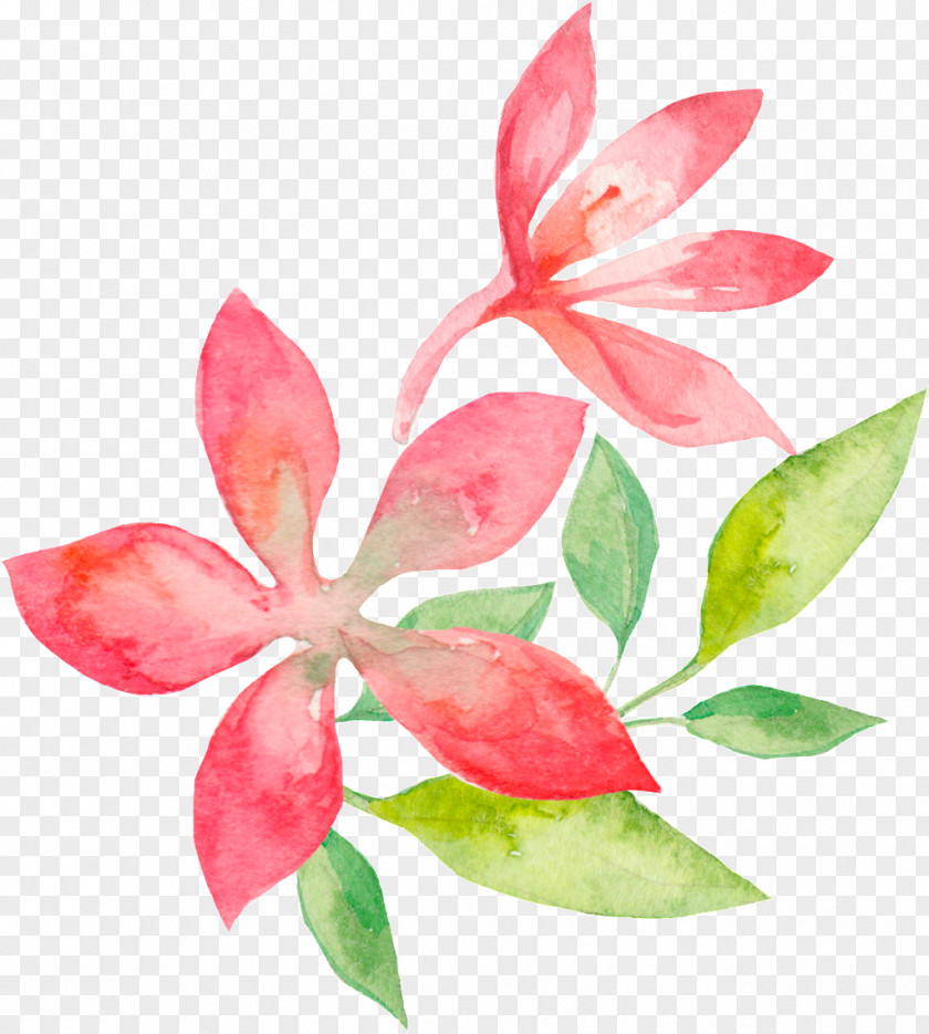 Floral Design PNG