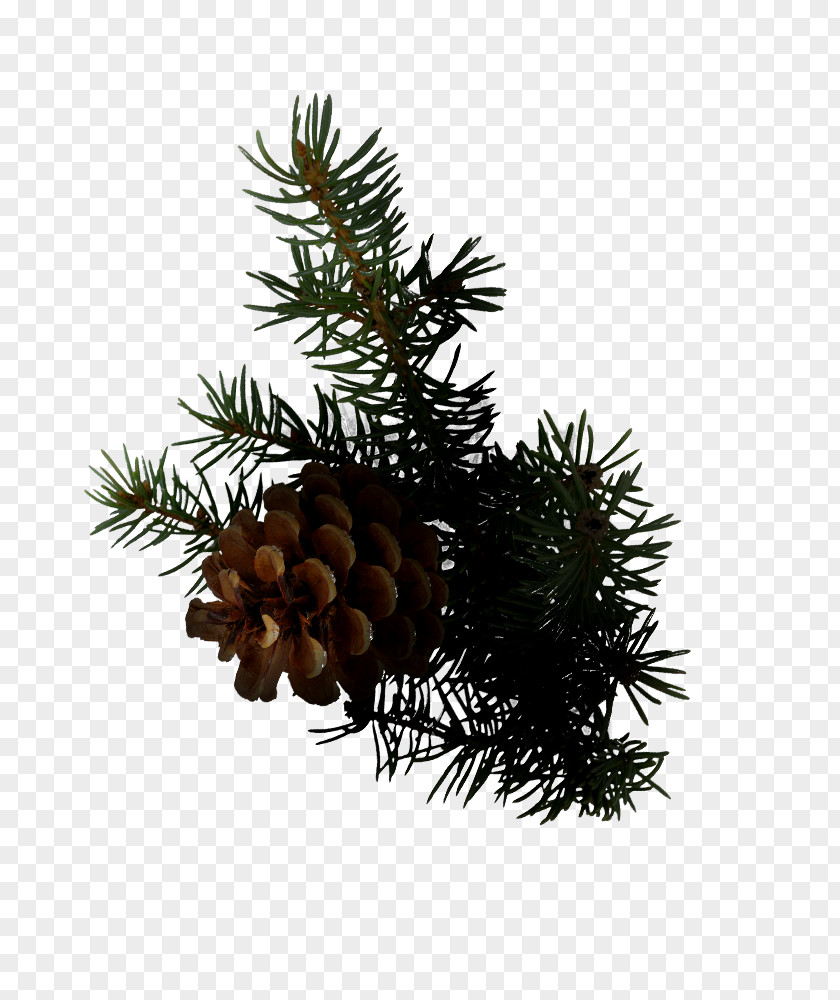 Masculinity Clive Christian Perfume Spruce Conifer Cone Balsam Fir PNG