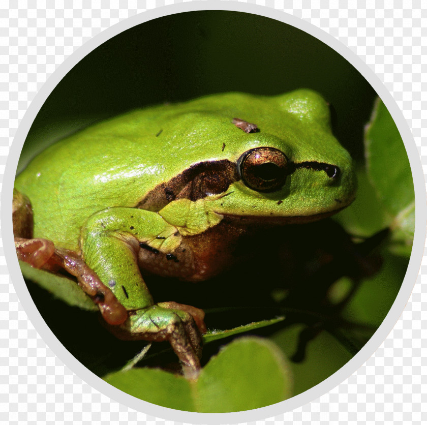 Nature Conservation Pays D'Auge Et Fauna Tree Frog Natural Heritage PNG