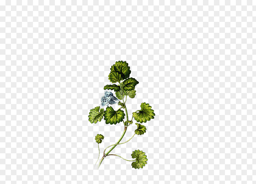 Plant Ground-ivy Mints Root Common Ivy PNG