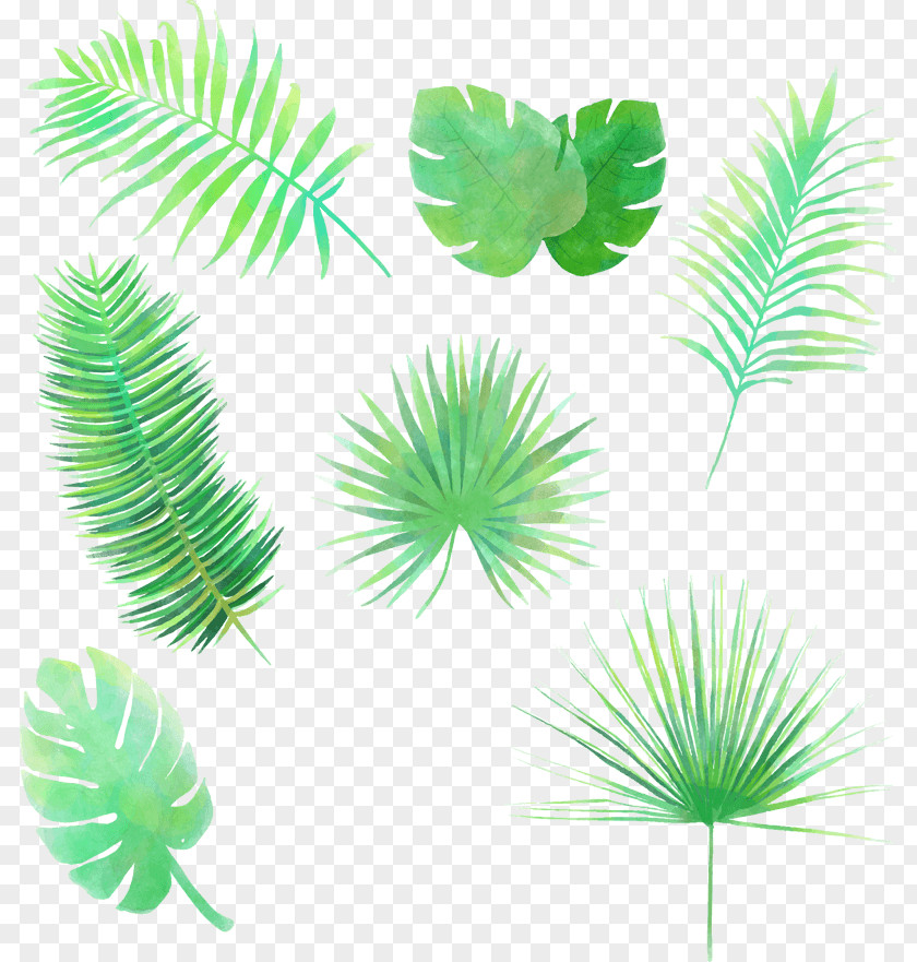 Tropical Leaves Vector Graphics Image Clip Art Leaf Stock.xchng PNG