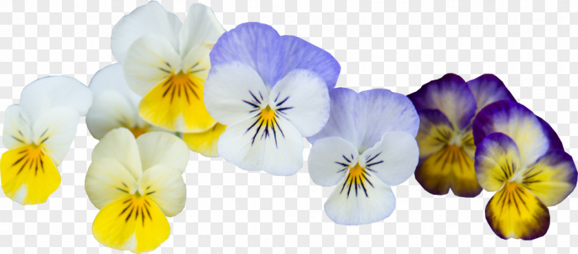 April Lunch Bunch Pansy Violet Garden Image Internet PNG