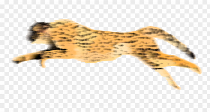 Cheetah HD Leopard PNG