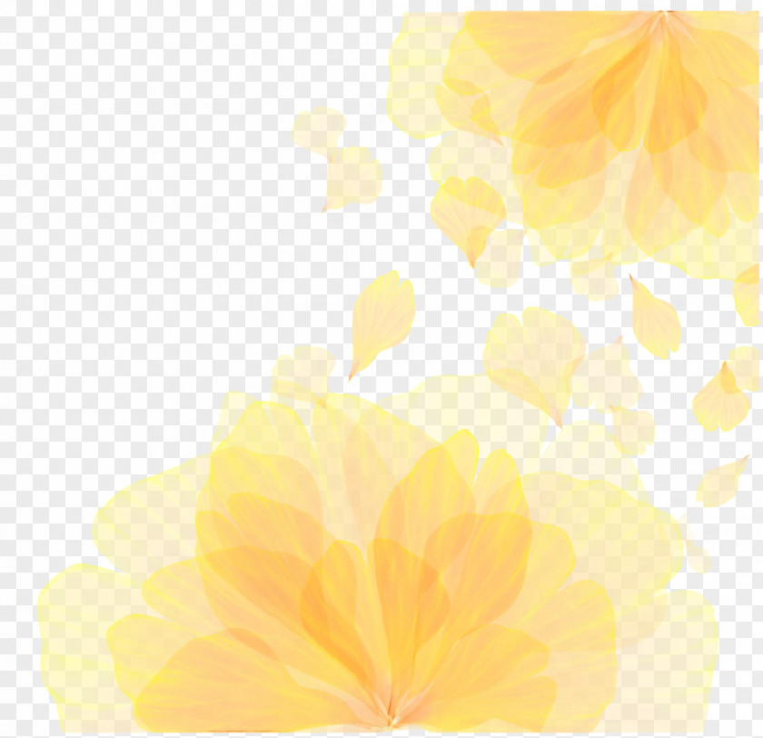 Flower Petal Leaf Yellow Sunlight PNG