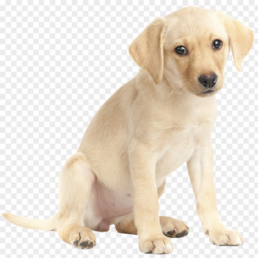 Golden Retriever Labrador Puppy German Shepherd White PNG