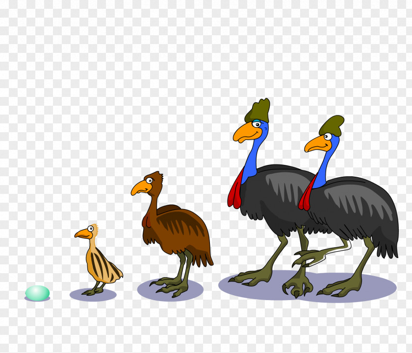 Ostrich Egg Bird Common Southern Cassowary Emu Dwarf PNG