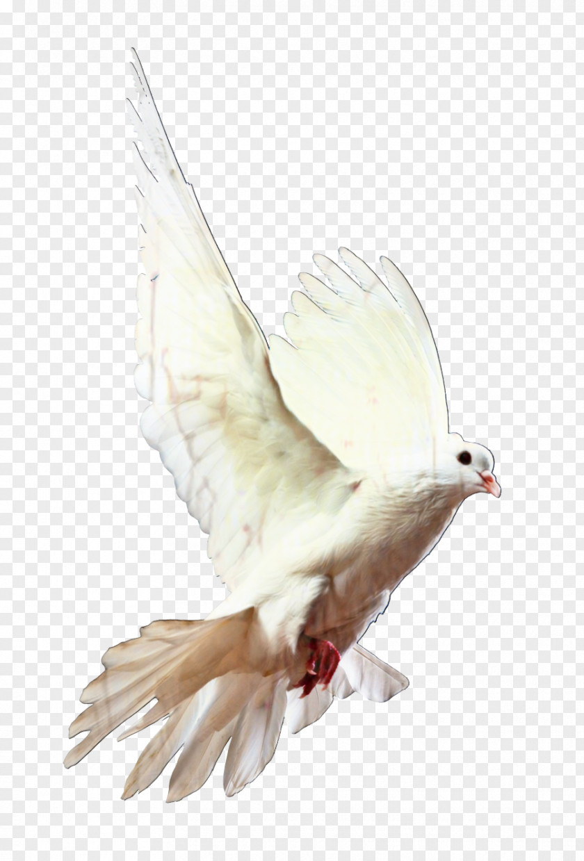Peace Tail Dove Bird PNG