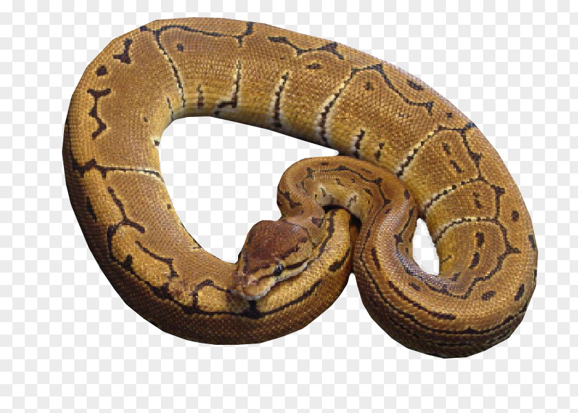 Snake Boa Constrictor Hognose Rattlesnake Kingsnakes PNG