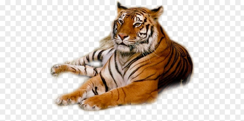 Tiger PNG clipart PNG