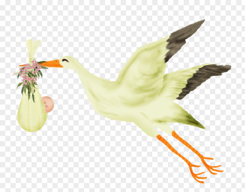 Duck Goose Beak Feather Fauna PNG