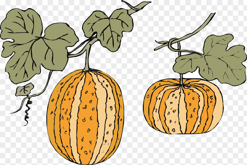 Hami Melon Vector Material Pumpkin Gourd PNG