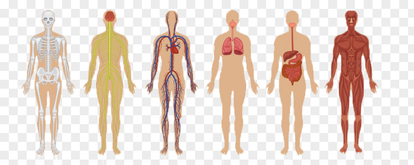 Human Body Function Anatomy Biological System Organ PNG body system system, others clipart PNG