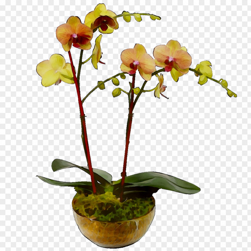 Moth Orchids Cut Flowers Floral Design Cattleya Plant Stem PNG