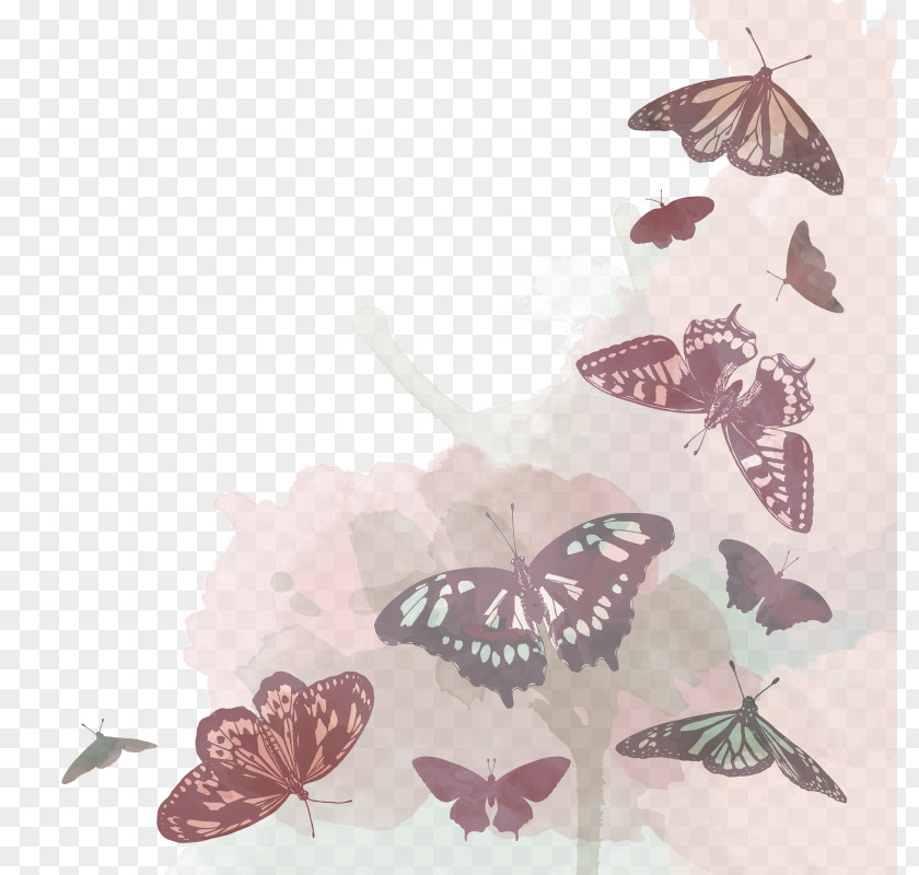 Vector Butterfly Moth Euclidean PNG