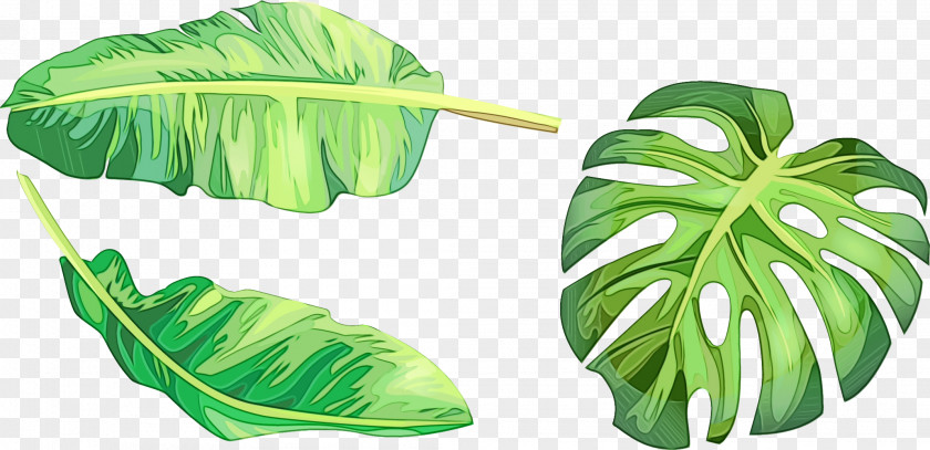 Arum Family Flower Drawing Of PNG