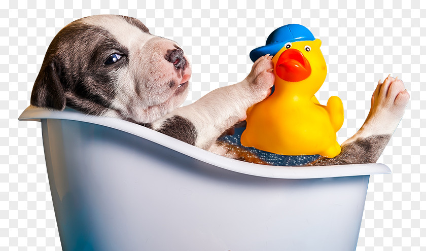 Dog Bath Puppy Breed Cat Grooming PNG