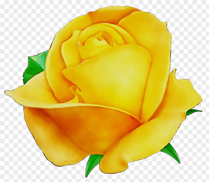Garden Roses Clip Art Image Yellow PNG