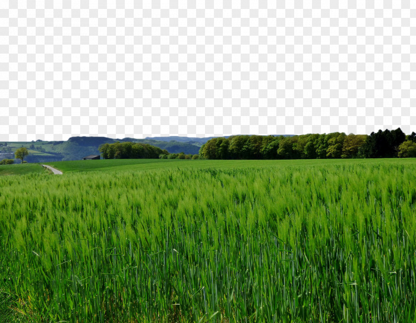 Green Wheat Field Aojiru Barley Photography PNG