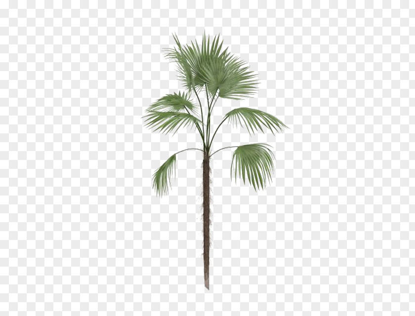 Palm Tree Arecaceae Leaf Euclidean Vector PNG