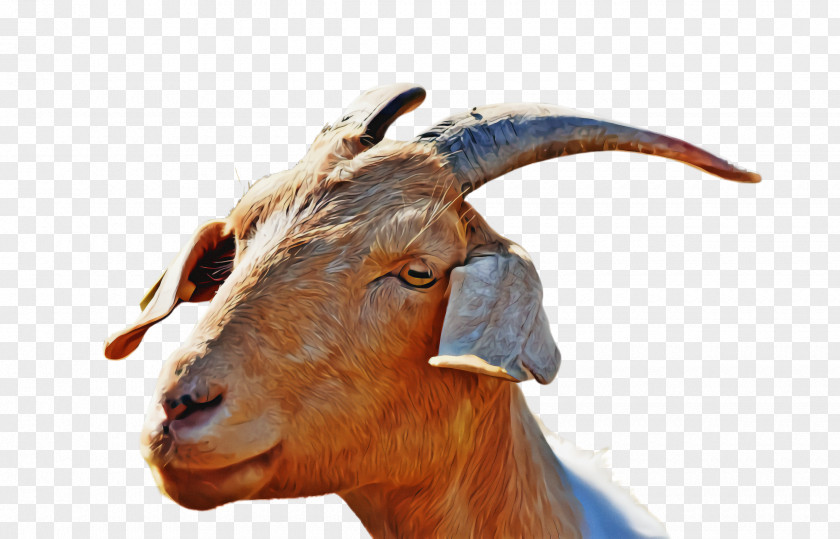 Bovine Mountain Goat Goats Horn Goat-antelope Cow-goat Family PNG