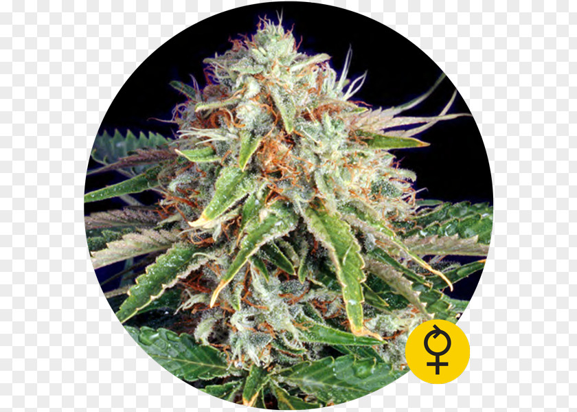 Cannabis Ruderalis Autoflowering Seed Bank PNG