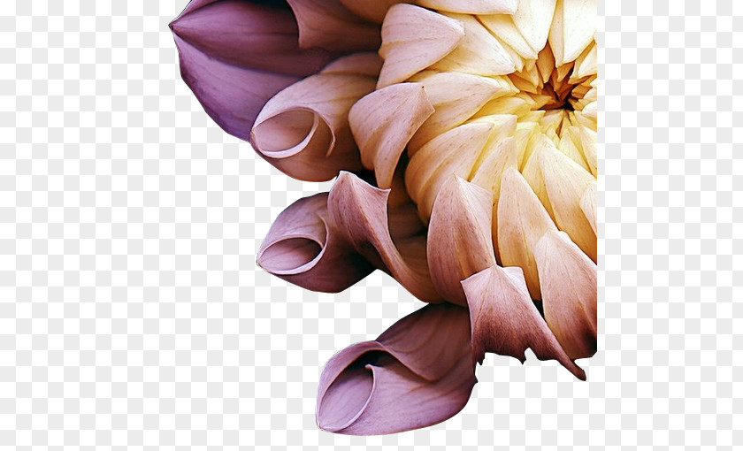 Chrysanthemum Photography Flower Photographer Art PNG