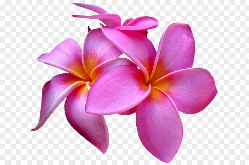 Frangipani Aux Sources Du Japon: Le Shinto Clip Art PNG