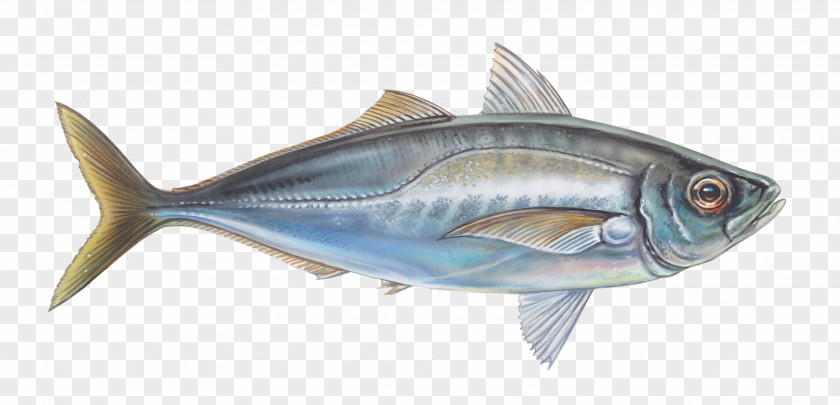 Mackerel Oily Fish Thunnus Sardine PNG