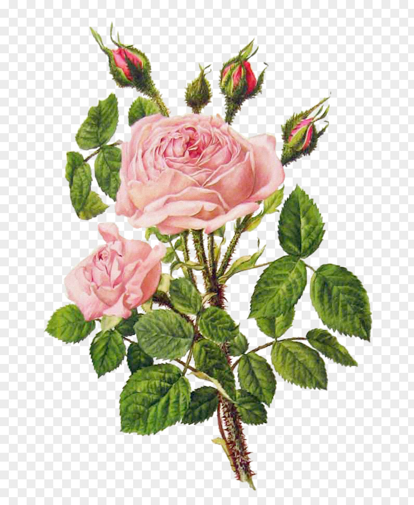 Pink Peony Flower Bouquet Rose Floral Design Illustration PNG