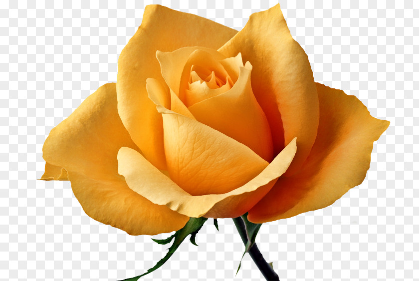 Rose Garden Roses Flower Yellow PNG