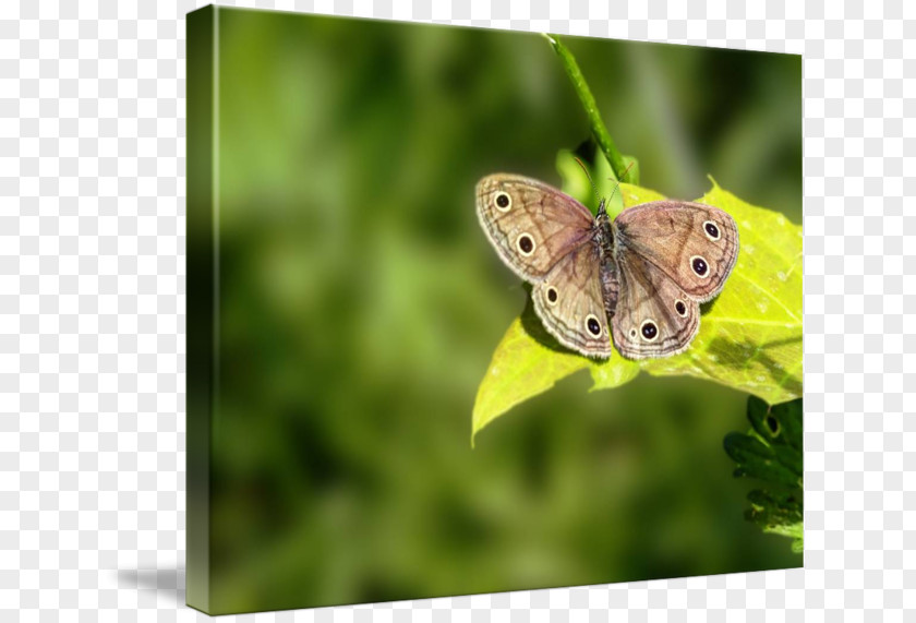 Butterfly Brush-footed Butterflies Gossamer-winged Moth PNG