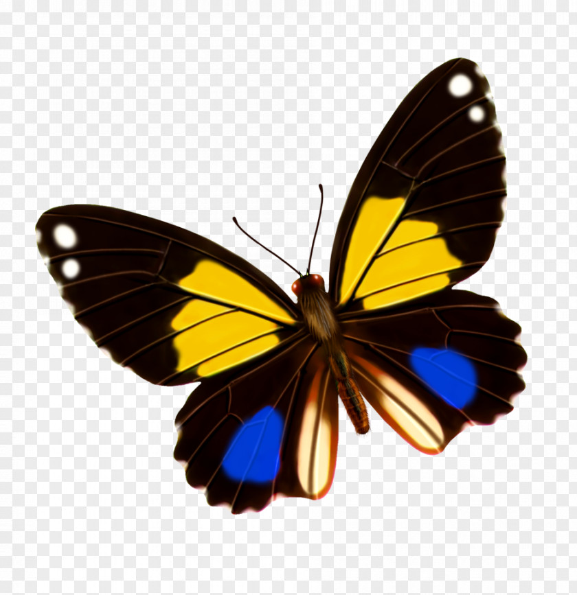 Butterfly Monarch Yellow Blue PNG