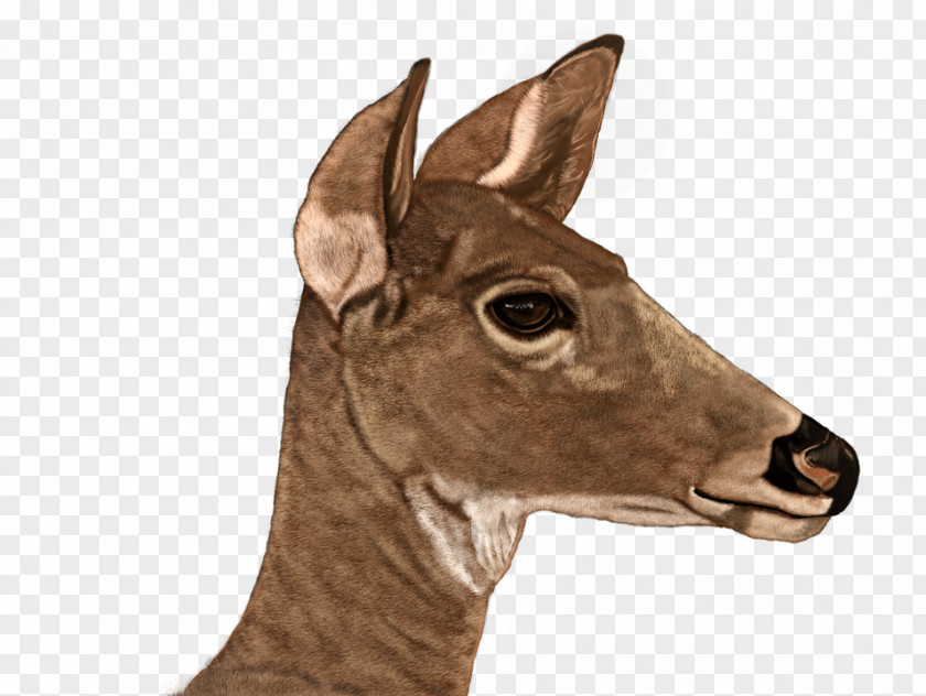Deer White-tailed Digital Painting Roe PNG