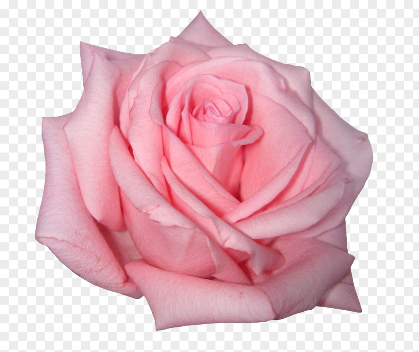 Pink Rose Image Flowers PNG