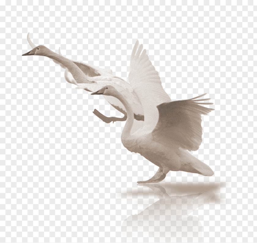 White Swan Black Bird PNG