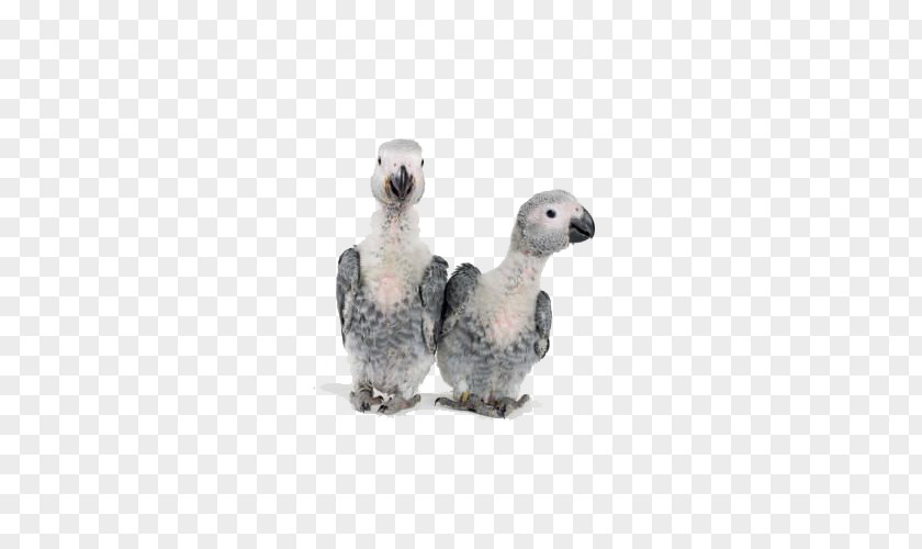 African Grey Parrot Bird Timneh Greys PNG
