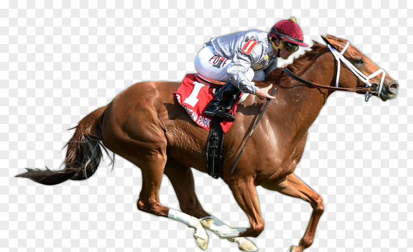 Belmont Stakes Horse Racing Thoroughbred Stallion Jockey Rein PNG